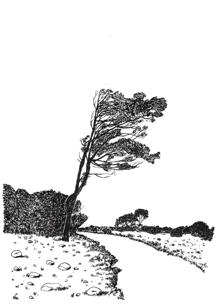Arbre penché